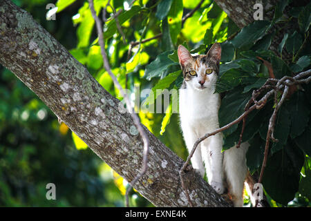 Wilde Katze in einem Baum, Vero Beach, Florid Stockfoto