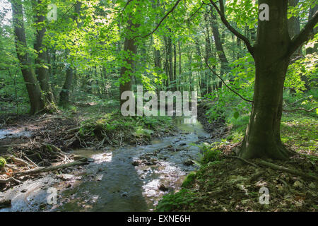 Bach im Wald der kleinen Karpaten - Slowakei Stockfoto