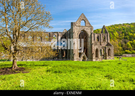 Die Ruinen von Tintern Abbey eine mittelalterliche Zisterzienserkloster, Monmouthshire, Wales, Vereinigtes Königreich, Europa. Stockfoto