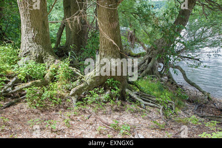 Auwald am Ufer der Donau im Nationalpark Donau-Auen in Österreich. Stockfoto