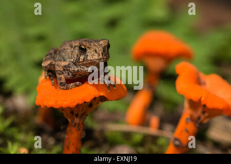 Amerikanische Kröte auf einem Pilz Stockfoto