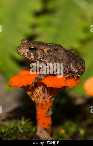 Amerikanische Kröte auf einem Pilz Stockfoto