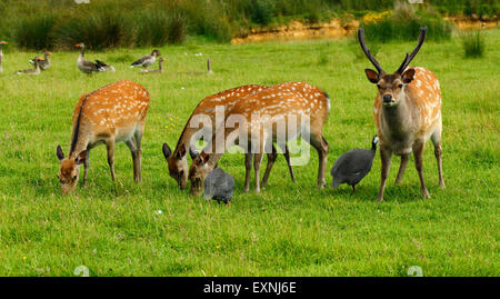 Sika-Herde in ihren Sommermantel stand in einem grünen Feld. Hinds Beweidung entspannt während der Hirsch mit Perlhuhn & Graugänse blickt auf Stockfoto