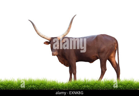 Watusi mit grünen Rasen isoliert auf weißem Hintergrund Stockfoto