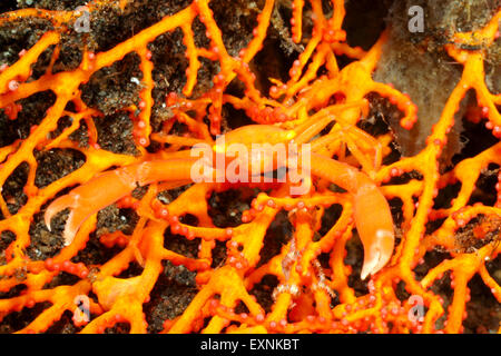 Coral-Krabbe, Quadrella Coronata, perfekt getarnt im Gorgonia gekrönt. Tulamben, Bali, Indonesien. Bali Meer, Indischer Ozean Stockfoto