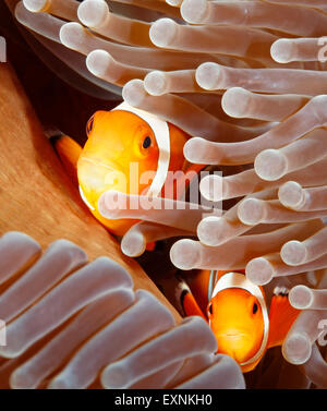 Zwei Clown-Anemonefische, Amphiprion ocellaris, spähen von ihrem Zuhause in einer Sea Anemone. Tulamben, Bali, Indonesien. Bali Meer, Indisch Stockfoto