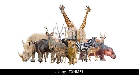 Gruppe von Afrika Tiere isoliert auf weißem Hintergrund Stockfoto