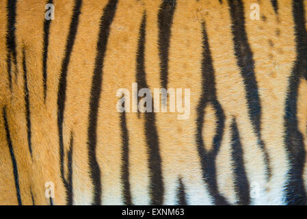 Hintergrund der Bengal Tiger Echtpelz texturiert Stockfoto