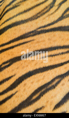 Hintergrund der Bengal Tiger Echtpelz texturiert Stockfoto