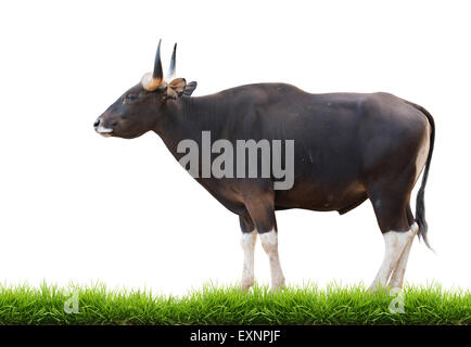 männliche Banteng mit grünen Rasen isoliert auf weißem Hintergrund Stockfoto