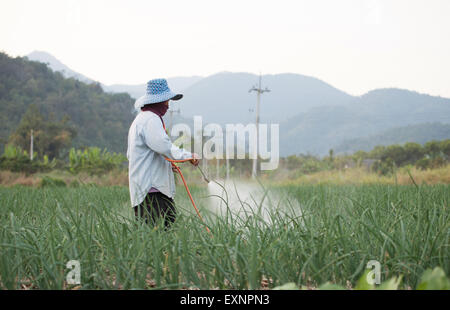 Landwirt Sprühen von Pestiziden im Zwiebelfeld in thailand Stockfoto