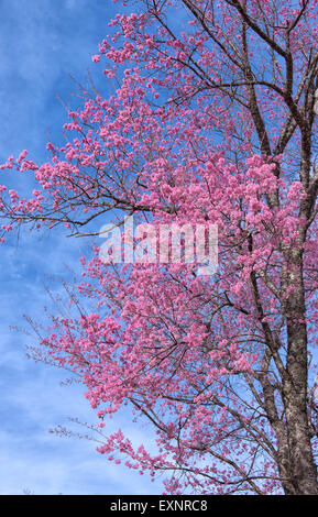 schöne wilde Himalaya Kirsche Blüte (Prunus Cerasoides) Stockfoto