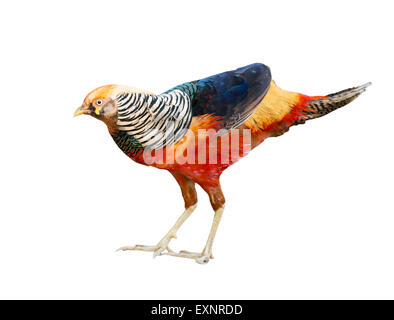 wunderschönen Goldfasan isoliert auf weißem Hintergrund Stockfoto
