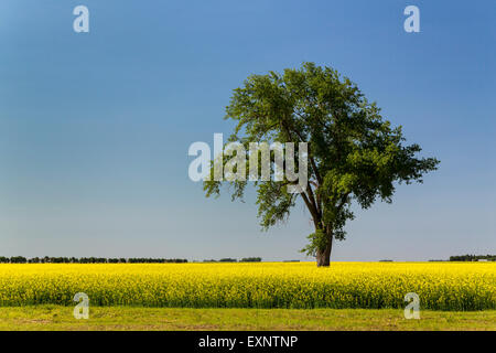 Ein einsamer Baum in einem blühenden Raps-Feld in der Nähe von Myrtle, Manitoba, Kanada. Stockfoto