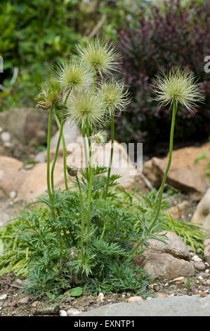 Weiße Kuhschelle Pulsatilla Vulgaris Alba, mit Samenköpfe auf einen Steingarten, Berkshire, Mai Stockfoto