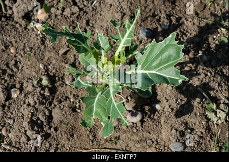 Junge Kohl Pflanzen beschädigt, entkleidet und pickte von Tauben und andere Vögel in einem Gemüsegarten, Berkshire, Mai Stockfoto