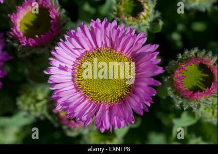 Erigeron "Sea Breeze", rosa Blume ein Garten Steingarten alpine, Berkshire, Juni Stockfoto