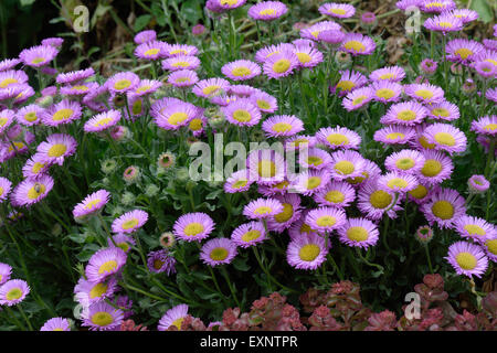 Erigeron "Sea Breeze", rosa Blume ein Garten Steingarten alpine, Berkshire, Juni Stockfoto