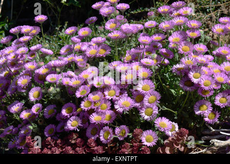 Erigeron "Sea Breeze", rosa Blume ein Garten Steingarten alpine, Berkshire, Juni Stockfoto