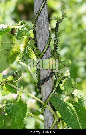 Schwarze Bohne Blattläuse, Aphis Fabae, Verseuchung auf junge Runner Bean stammt Schlinger, Bambus-Stangen Stockfoto