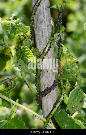 Schwarze Bohne Blattläuse, Aphis Fabae, Verseuchung auf junge Runner Bean stammt Schlinger, Bambus-Stangen Stockfoto