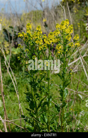 Gemeinsamen Winterkresse, Barbarea Vulgaris, Pflanzen in Blüte auf landwirtschaftlichen Brachflächen, Berkshire, Mai Stockfoto