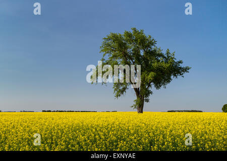 Ein einsamer Baum in einem blühenden Raps-Feld in der Nähe von Myrtle, Manitoba, Kanada. Stockfoto