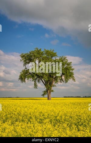 Ein einsamer Baum in einem blühenden Raps-Feld in der Nähe von Myrtle, Manitoba, Kanada. Stockfoto