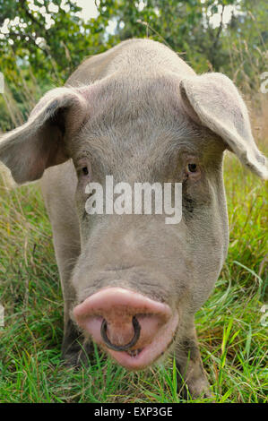 Hausschwein (Sus Domesticus) mit Nase Ring, North Rhine-Westphalia, Deutschland Stockfoto