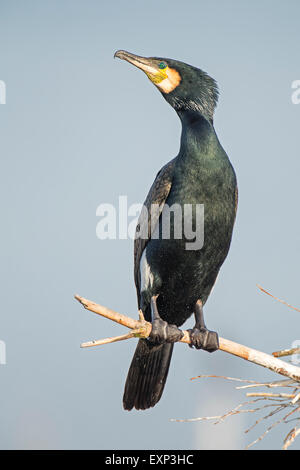 Kormoran (Phalacrocorax Carbo) thront auf Zweig, mittlere Elbe-Biosphärenreservat, Sachsen-Anhalt, Deutschland Stockfoto