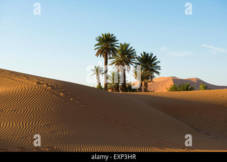 Dünen und Palmen im Morgenlicht, Merzouga, Region Meknès-Tafilalet, Marokko Stockfoto