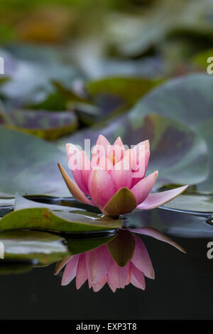 Seerose (Nymphaea SP.), Baden-Württemberg Stockfoto