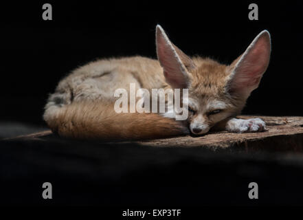 Fennec Fuchs oder Fennec (Vulpes Zerda), Gefangenschaft, Baden-Württemberg, Deutschland Stockfoto