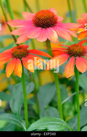 Sonnenhut (Echinacea SP.) Hybrid, heißen Sommer Sorte, North Rhine-Westphalia, Deutschland Stockfoto