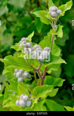 Downy Klette oder wollig Klette (Arctium Hornkraut) Blütenknospen, North Rhine-Westphalia, Deutschland Stockfoto