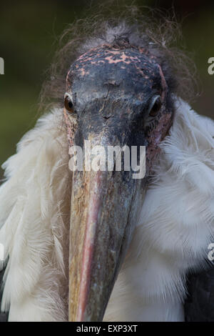 Marabou Storch (Leptoptilos Crumeniferus), Porträt, North Rhine-Westphalia, Germany, gefangen Stockfoto