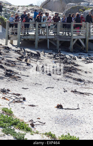 Pinguine am Boulders Beach in der Nähe von Simonstown, Südafrika Stockfoto