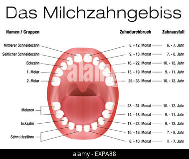 Milchzähne - Namen, Gruppen, Dauer der Eruption und vergießen der Kinder Zähne. DEUTSCHE BESCHRIFTUNG! Stockfoto