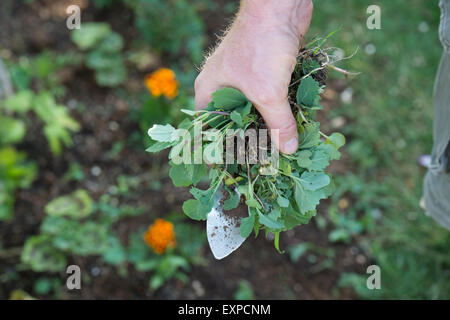 Gärtner hält eine Hand Kelle und Unkraut nach Jäten Garten Grenze Stockfoto