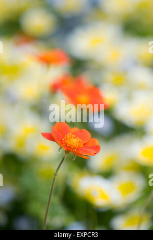 Geum Coccineum. Avens "Cooky" Blume Stockfoto