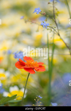 Geum Coccineum. Avens "Cooky" Blume und Vergissmeinnicht-Blumen Stockfoto