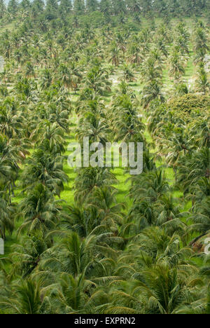 Bundesstaat Alagoas, Brasilien. Mirante da Praia Gunga. Kommerzielle Kokospalmen-Plantagen. Stockfoto