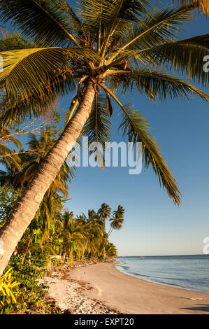 Itaparica Island, Bundesstaat Bahia, Brasilien. Cacha Pregos. Palmen am Strand entlang. Schuss zu decken. Stockfoto