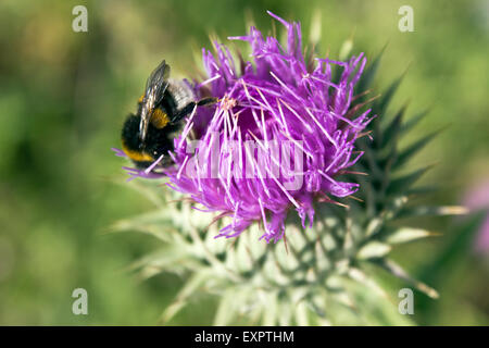 Blume der Milch Distel oder Silybum Marianum mit Biene Stockfoto