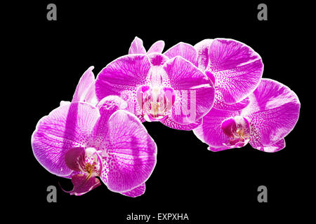 Rot rosa Orchidee Stockfoto