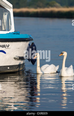 Schwäne auf den Norfolk Broads, auf der Suche nach Nahrung runden Kreuzer Flussschiff. Norfolk UK Stockfoto