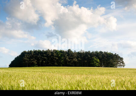 Wäldchen von Bäumen. Norfolk UK Stockfoto