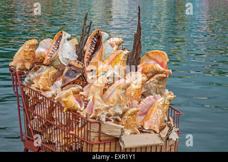 Schalen für Verkauf In den Hafen St Georges Grenada West Indies Stockfoto