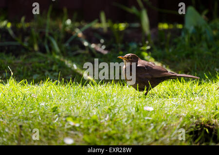 Weibliche Amsel, Turdus Merula, UK, die auf der Suche nach Nahrung. Schottland Stockfoto