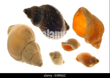 Gemeinsamen Wellhornschnecke (Buccinum Undatum) Muscheln auf weißem Hintergrund Stockfoto